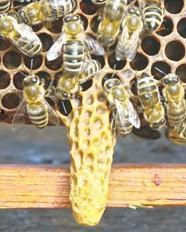 蜂王的资料,自然界中的神秘女王与她的传奇故事