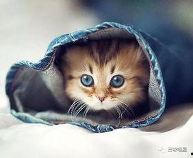 娱乐吃瓜君和罗小猫,揭秘娱乐圈背后的趣味故事